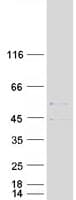 Human SLC25A3 Protein (Recombinant Myc-DDK (Flag))