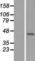 XBP1 Protein (Over-Expression Lysate Myc-DDK (Flag))