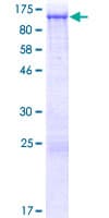 Human NHSL2 Protein (Recombinant GST)
