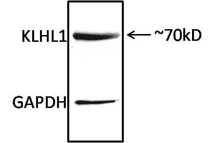 KLHL1 Antibody (clone 3A8)