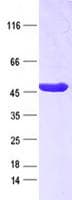 Human IDH2 Protein (Recombinant Myc-DDK (Flag), C-terminus)