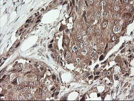 SNX8 Antibody (clone OTI1A1)