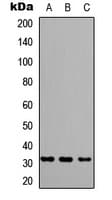 GRB2 Antibody (Internal)