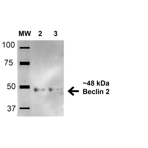 BECN2 Antibody (Biotin)