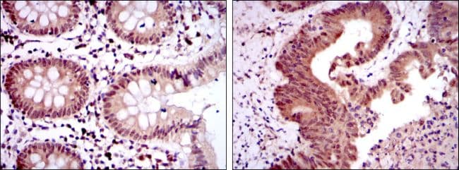 OTX2 Antibody (clone 1H12G8B2)