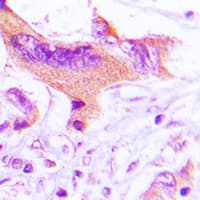 NECAB3 Antibody (C-Terminus)