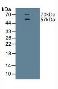 SLC1A1 / EAAT3 Antibody (aa115-209)