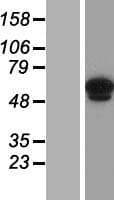 ANKRD13C Protein (Over-Expression Lysate Myc-DDK (Flag))