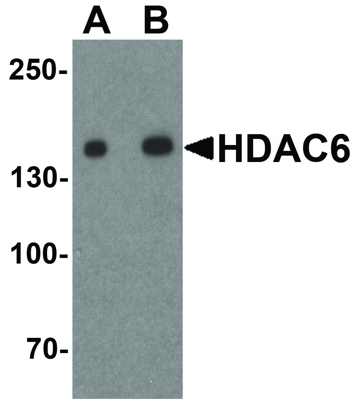 HDAC6 Antibody