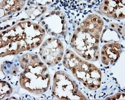 NIT2 Antibody (clone OTI3D5)