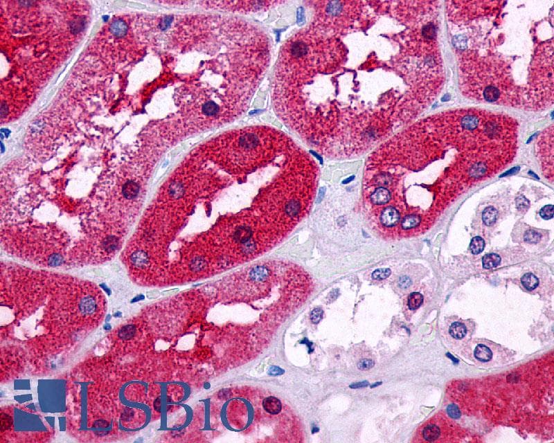 PathPlus™ PTGER2 / EP2 Antibody (N-Terminus)