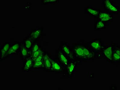 CDX1 Antibody