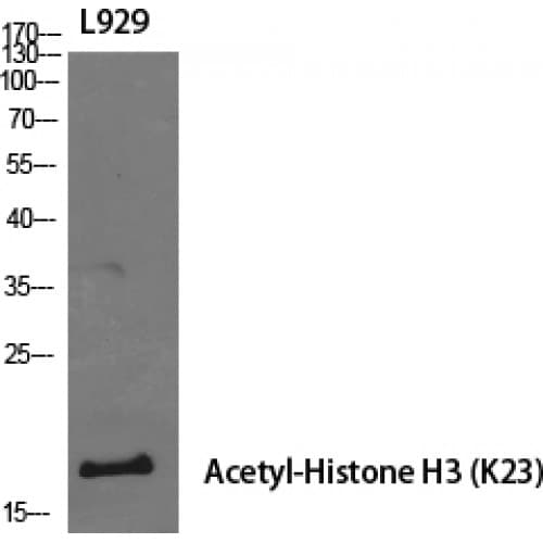 Histone H3 Antibody (10-90 aa)