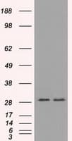 RPA2 / RFA2 / RPA34 Antibody (clone OTI7C12)