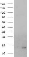 CHCHD5 Antibody (clone OTI4B3)
