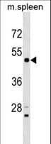 RPS6KL1 Antibody (aa73-100)
