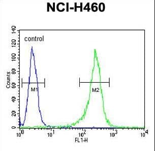 GNS Antibody (aa283-313)
