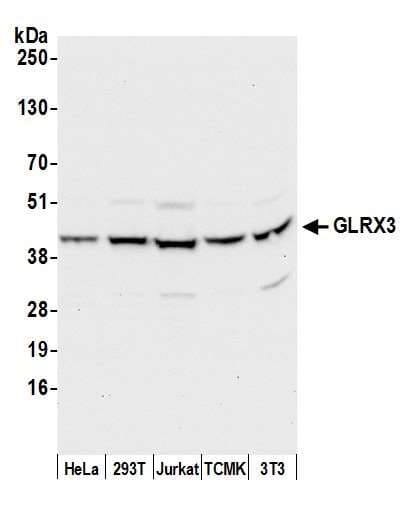 GLRX3 / Glutaredoxin 3 Antibody (aa285-335)