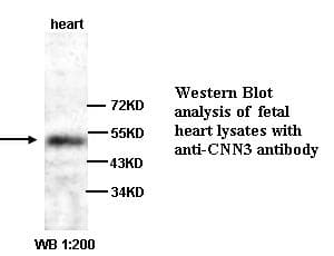 CNN3 Antibody (C-Terminus)