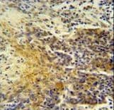 MRPS24 Antibody (aa21-50)