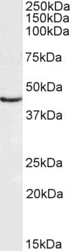 Polyclonal Goat anti-Mouse DCX / Doublecortin Antibody (Internal Region, IF, WB)