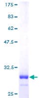 Human CRIP1 Protein (Recombinant GST)