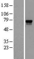 PCSK2 Protein (Over-Expression Lysate Myc-DDK (Flag))