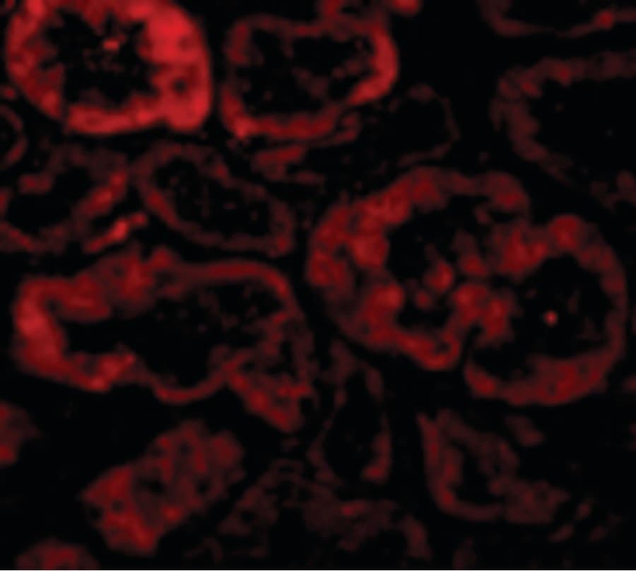 IHC-plus™ NIX / BNIP3L Antibody