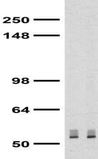GABRB3 Antibody (aa370-433, clone S87-25)