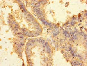 KF1 / RNF103 Antibody