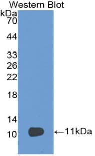 PECAM-1 / CD31 Antibody (aa199-287, APC, Cy7)