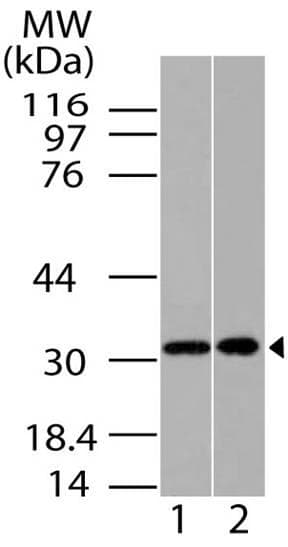HOXA9 Antibody