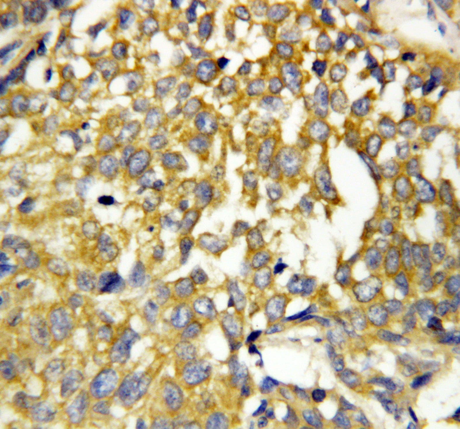 PTN / Pleiotrophin Antibody (aa150-168)