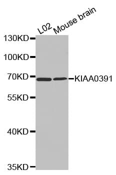 IHC-plus™ KIAA0391 Antibody