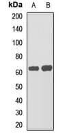 AMHR2 / MISRII Antibody