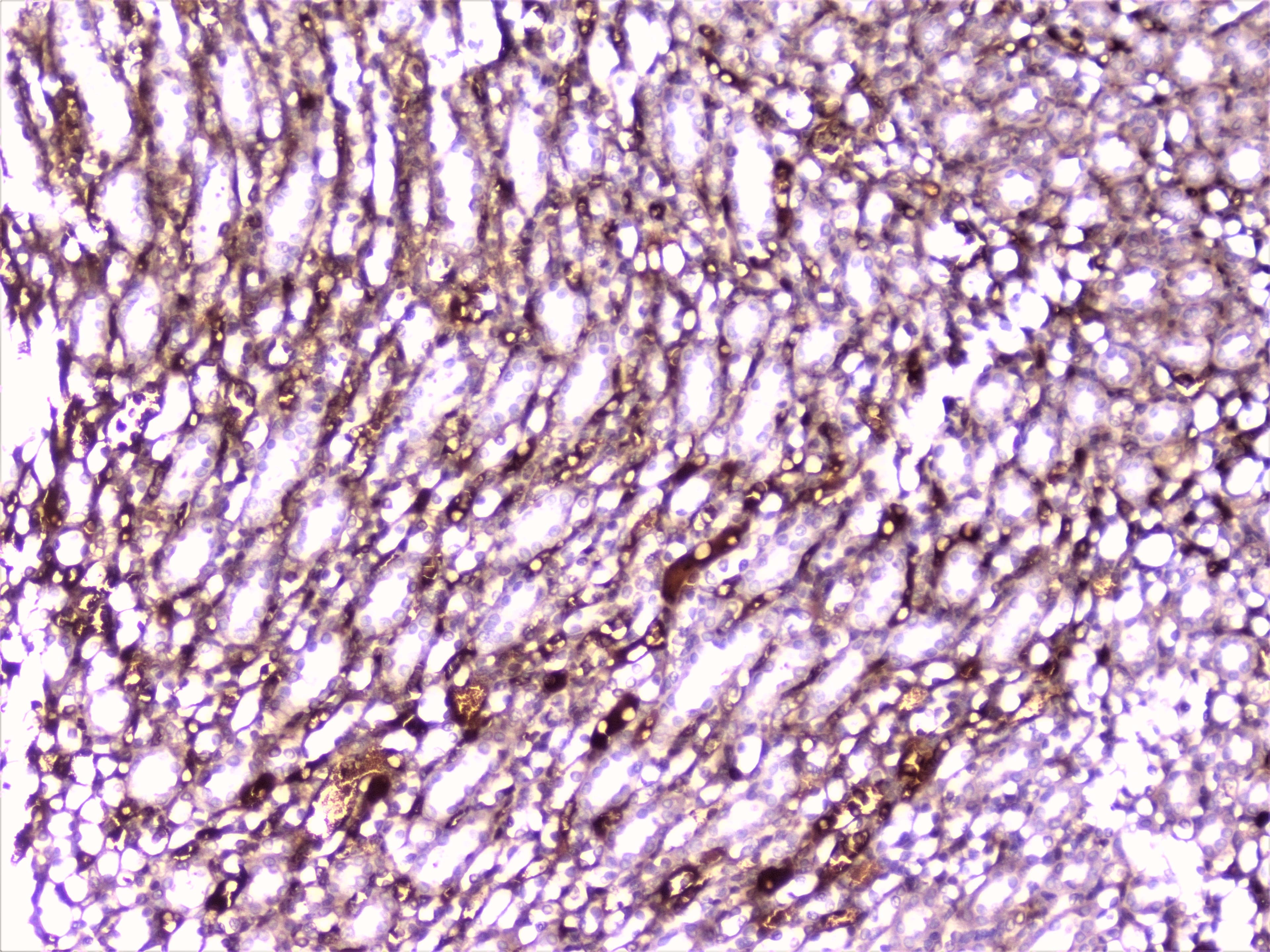 PON1 / ESA Antibody