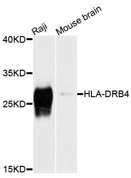 HLA-DRB4 Antibody