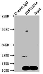 HIST1H4I Antibody