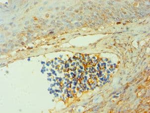 Polyclonal Rabbit anti-Human CTSG / Cathepsin G Antibody (aa21-255, IHC)
