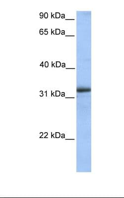 PathPlus™ ETFA Antibody (aa218-267)
