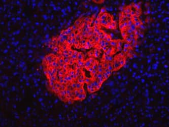 Pancreas Marker HPi2 Antibody (clone HIC1-2B4.2B)