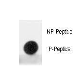 IHC-plus™ MDM2 Antibody (phospho-Ser395)
