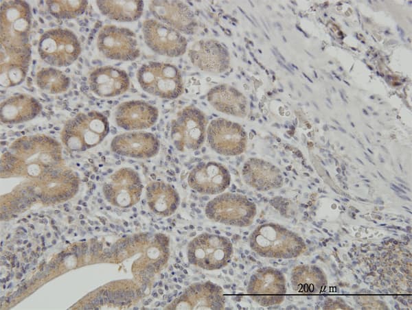 NMI Antibody (clone 9B8)