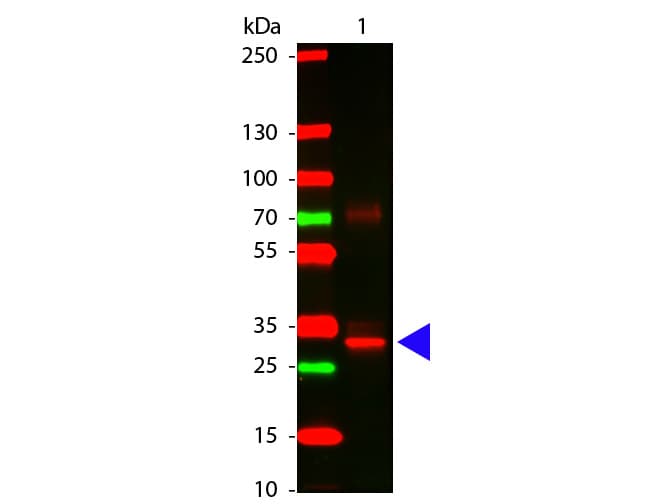 Asparaginase Antibody
