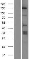 MAPKBP1 Protein (Over-Expression Lysate Myc-DDK (Flag))