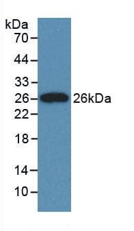 CLU / Clusterin Antibody (aa227-447)