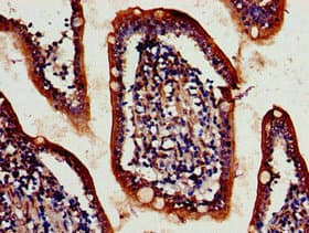 ATG4D Antibody