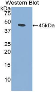 FGF7 / KGF Antibody (aa32-194)