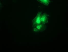 SNAP25 Antibody (clone OTI4F3, Carrier-free)