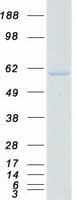 Human ERGIC-53 / LMAN1 Protein (Recombinant Myc-DDK (Flag))